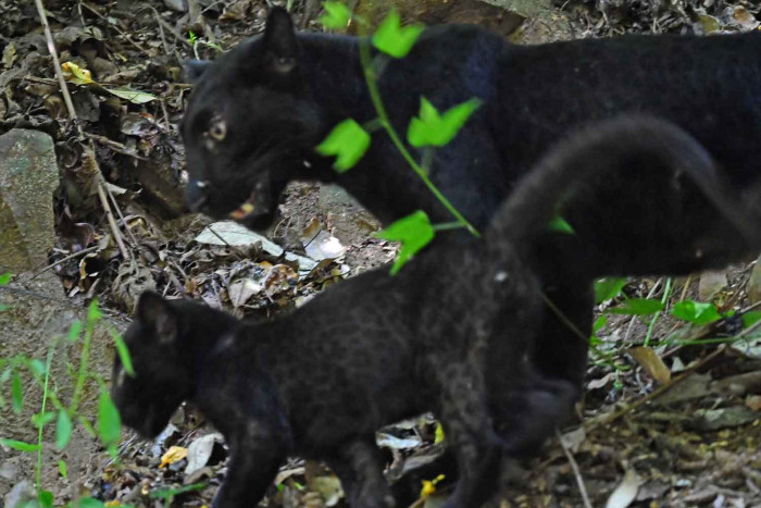 Leopards abound in Kaeng Krachan National Park - Vimarsana News