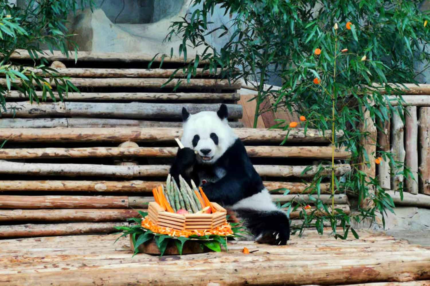 Lin Hui celebrated her 21st birthday on Sept 28 last year at the Chiang Mai Zoo, where she had lived since October 2003. (Photo: Panumet Tanraksa)