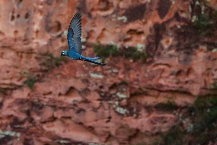 Brazil faces dilemma: endangered macaw vs. wind farm - Vimarsana News