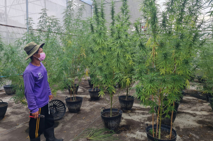 Weed farms fret as MFP mulls U-turn - Vimarsana News