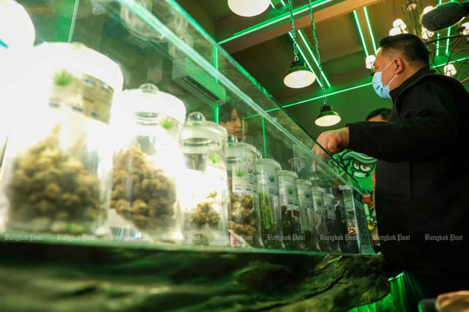 A health official examines cannabis products on Khao San Road in Bangkok in April 2023. (Photo: Pattarapong Chatpattarasill)