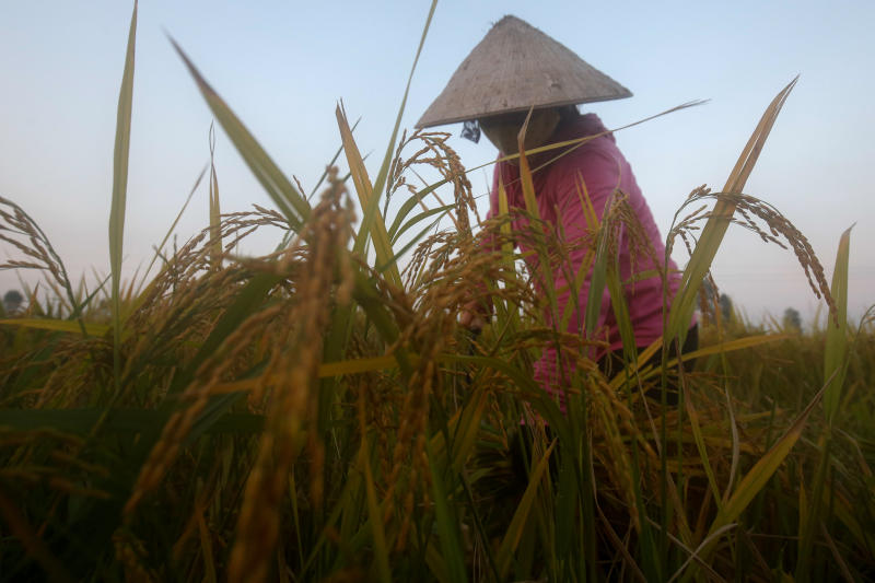 A farmer harvests rice on a rice paddy field outside Hanoi, Vietnam, on June 7, 2018. (Photo: Reuters)