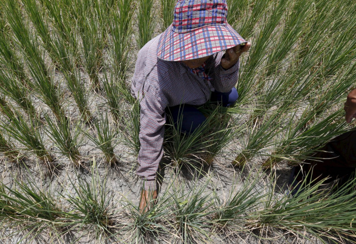El Nino may hammer Asian farms - Vimarsana News