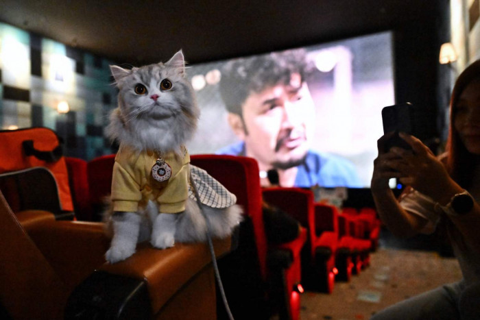 Paws and popcorn: Cinema goes pet-friendly - Vimarsana News