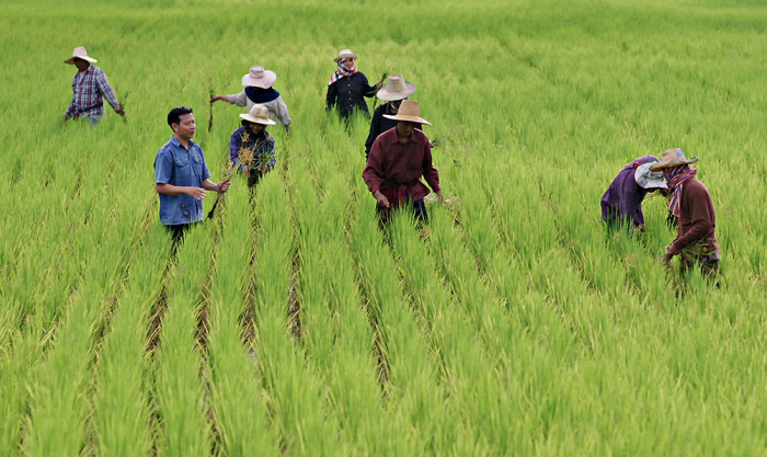 Rice glut will be put to test with El Niño's return - Vimarsana News