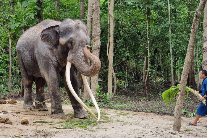 Ailing elephant comes home Bangkok Post Learning - Learn English from News