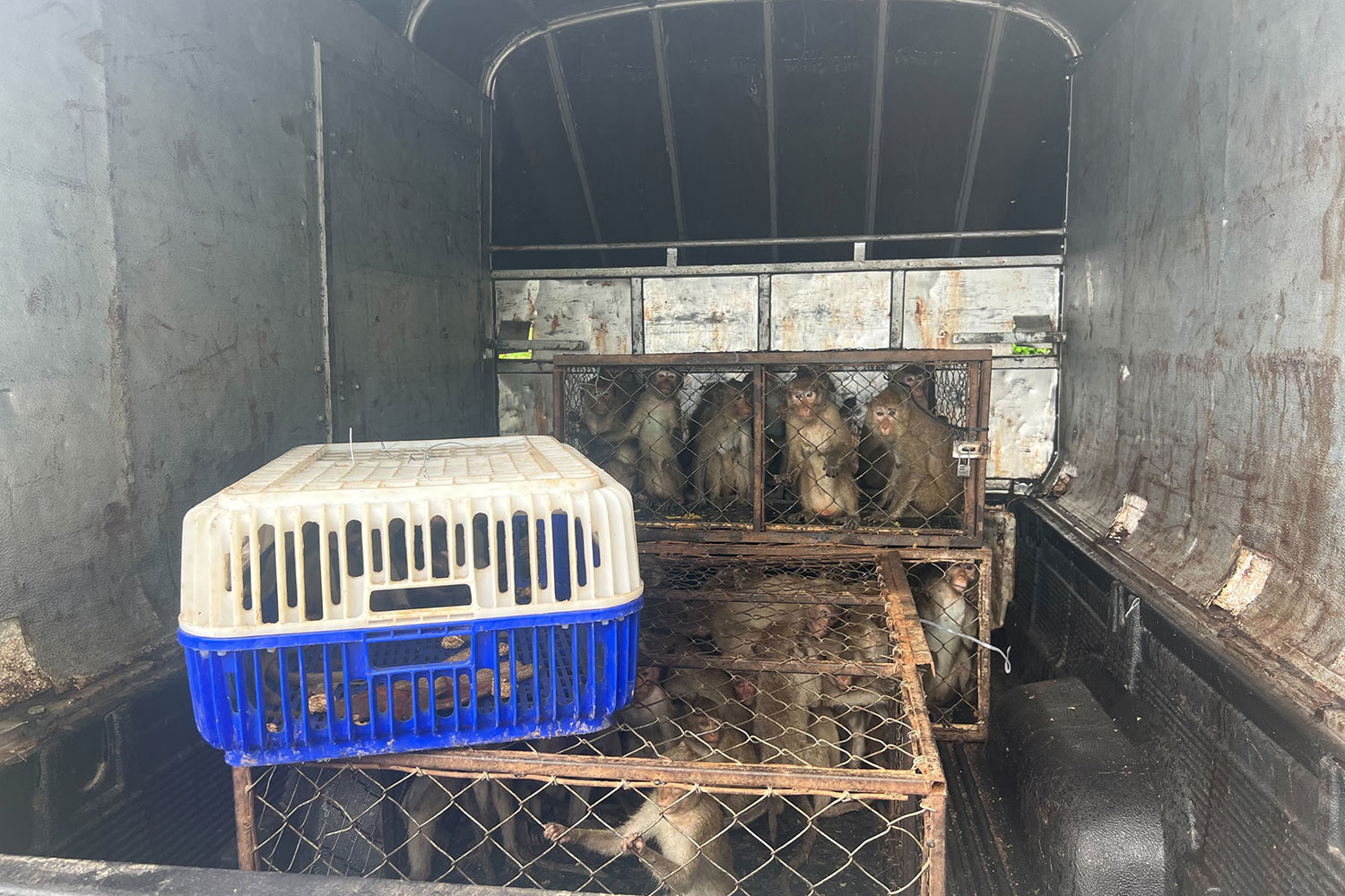 Sixty-two macaques are found inside iron and plastic cages in a box truck abandoned by wildlife traffickers on the bank of the Mekong River in Nong Khai's Ratana Wapi district on Wednesday morning. (Photo: Chumchon Khon Ratana Wapi Facebook)