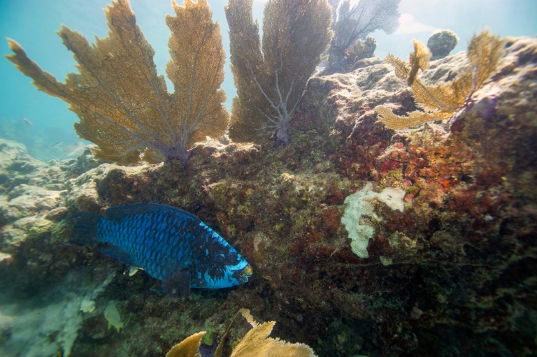 Florida ocean temperature topped 37.8°C, setting potential record