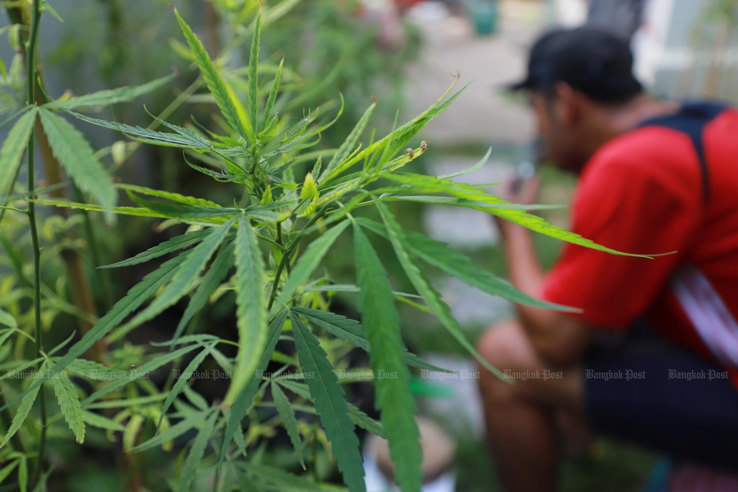 Illegal cannabis dispensaries shut down in Phuket