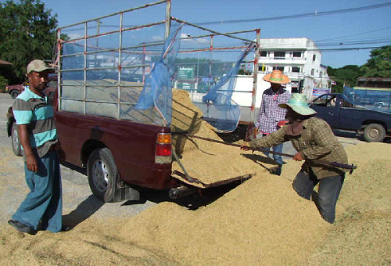 Workers load rice on a pickup truck in Phitsanulok province. (Photo: Chinnawat Singha)