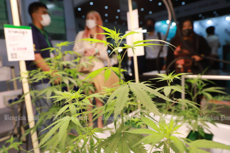 Cannabis plants are put on display at the Asia International Hemp Expo, held in Bangkok in November last year. (Photo: Somchai Poomlard)