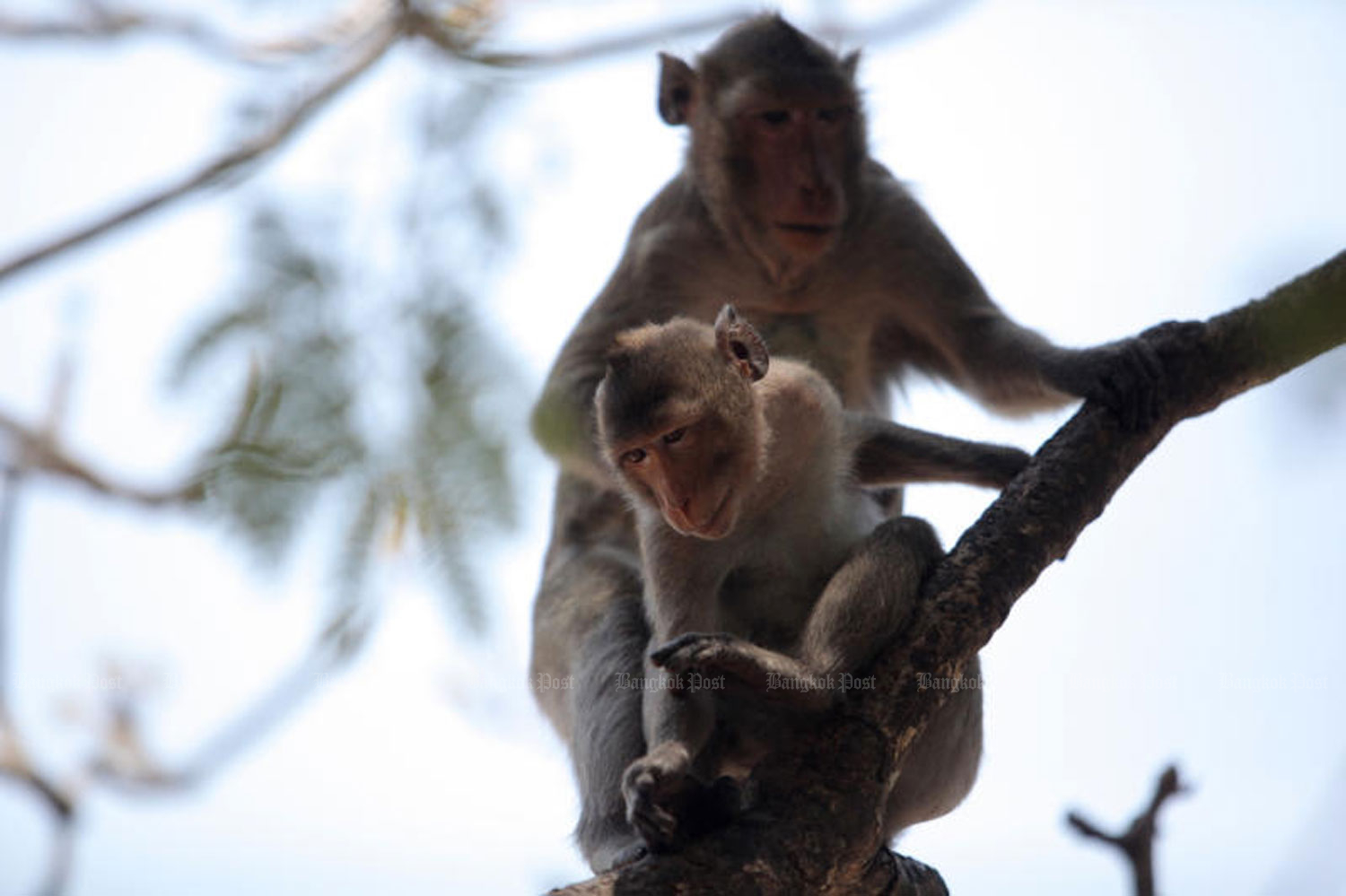 Macaques at Khao Wang, a famous mountain in Phetchaburi province. (Photo: Wichan Charoenkiatpakul)