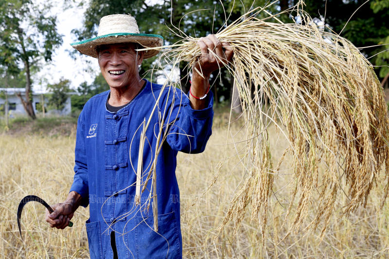 A farmer shows harvested rice in Khon Kaen province. (Photo: Karnjana Ayuwatanachai)