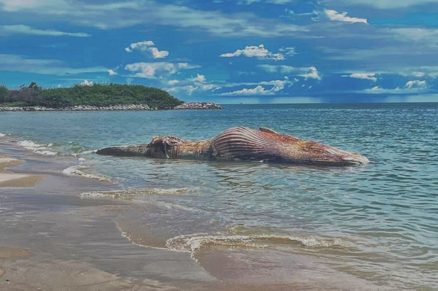 The carcass of a Bryde's whale is seen off of Cha-am beach in Cha-am district, Phetchaburi province on Thursday. (Photo: Chaiwat Satyaem)