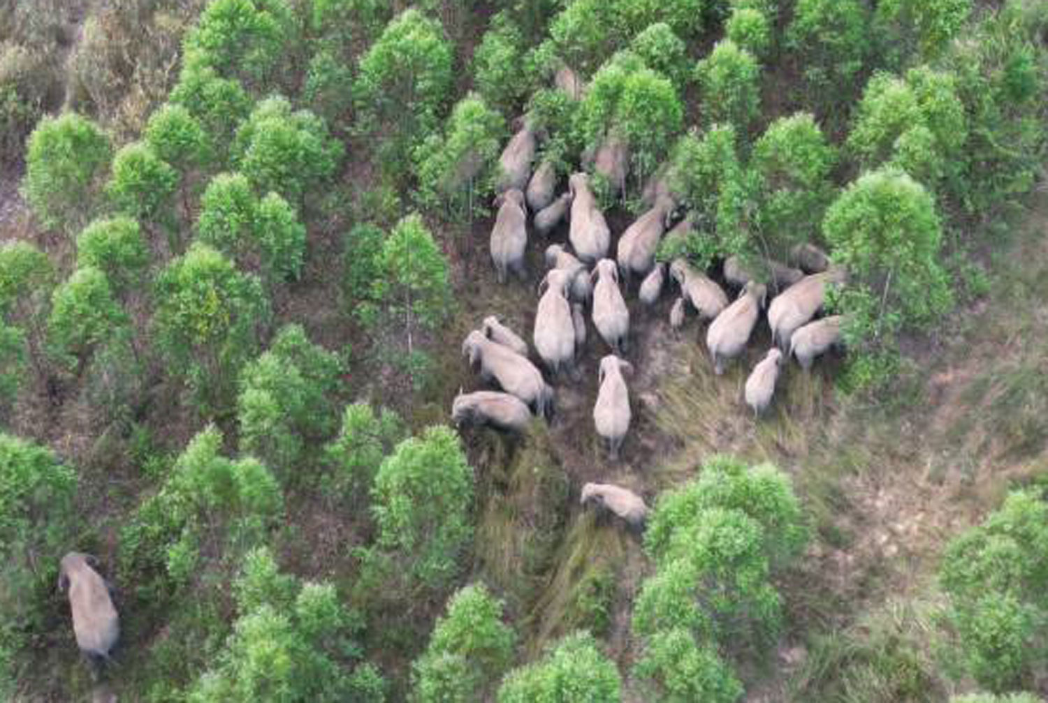 A herd of at least 100 wild elephants raids a sugar cane farm at tambon Khao Mai Kaew in Kabin Buri district of Prachin Buri. (Photo supplied/Manit Sanabboon.