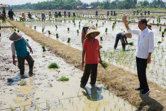 Bangkok Post - Indonesia tells army to help drought-hit farmers plant rice