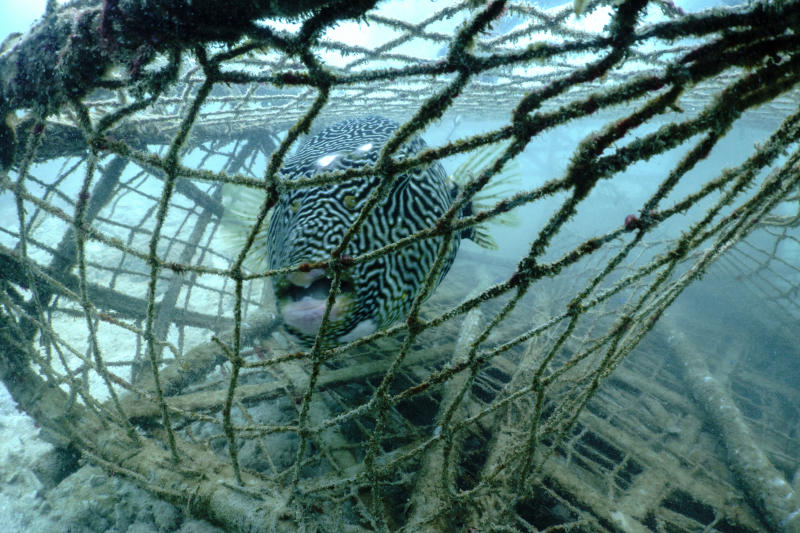 Bangkok Post - Divers take on 'ghost gear' threatening marine life