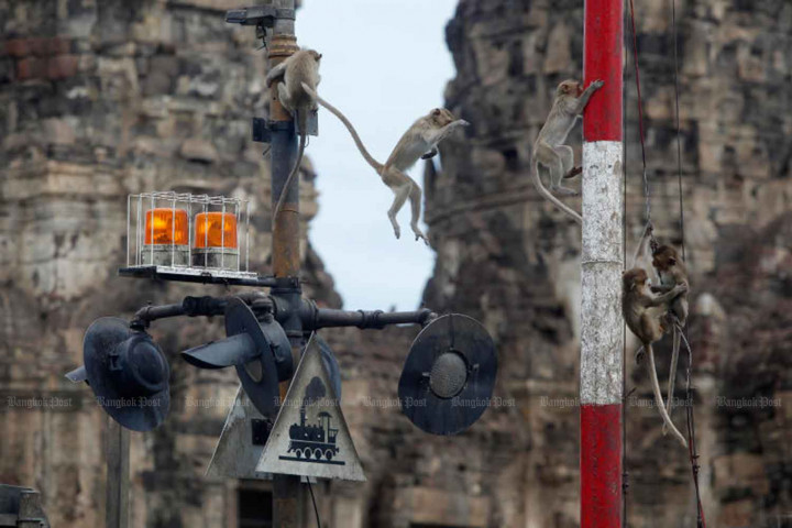 Bangkok Post Dept Vows To End Macaque Menace soon bangkok-post-dept-vows-to-end-macaque-menace-soon
