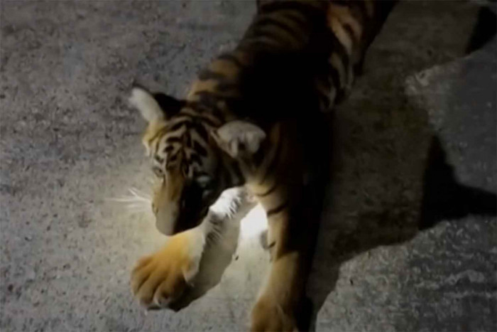 Bangkok Post - Cub linked to Chachoengsao farm - Vimarsana News