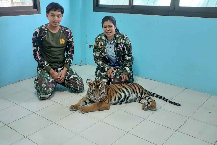 Owner of stray tiger cub must pay B1.4m - Vimarsana News