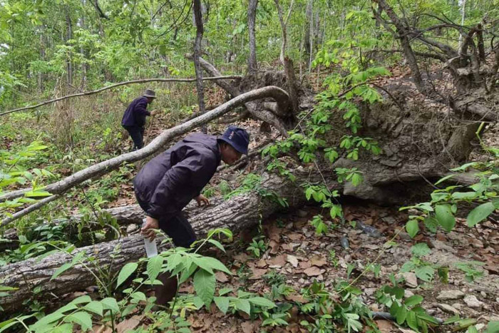 Bangkok Post - Search for kangaroo expands - Vimarsana News