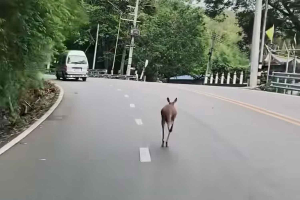 Kangaroo Found Dead A Day After Escape Bangkok Post Learning Learn kangaroo-found-dead-a-day-after-escape-bangkok-post-learning-learn