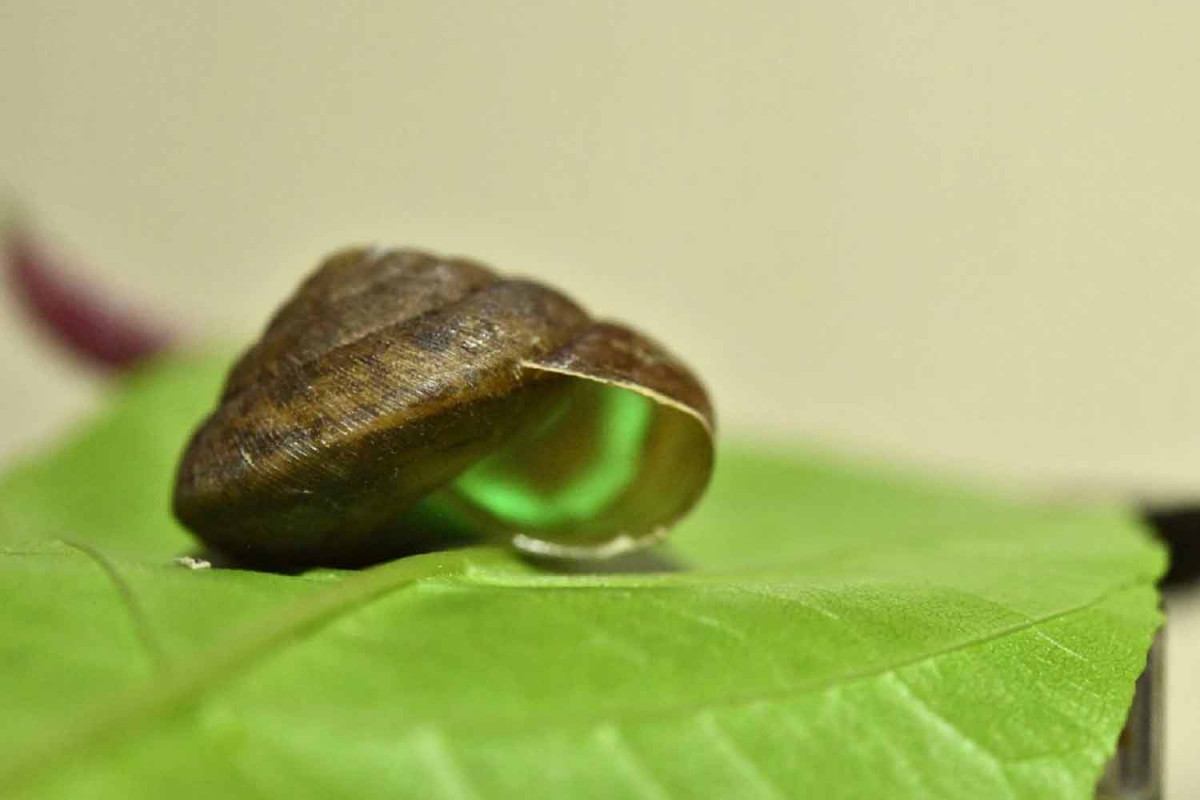 Bangkok Post - Global accolade for ‘living glow stick’ snail