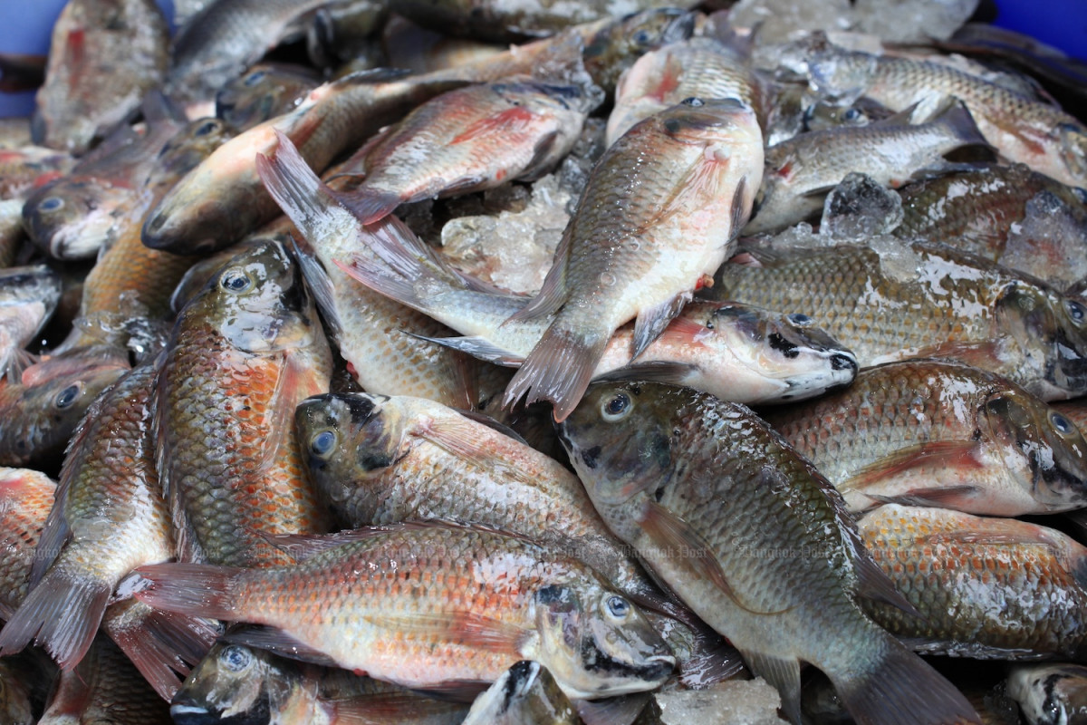Bangkok Post - CP Foods decries ‘misinformation’ on blackchin tilapia