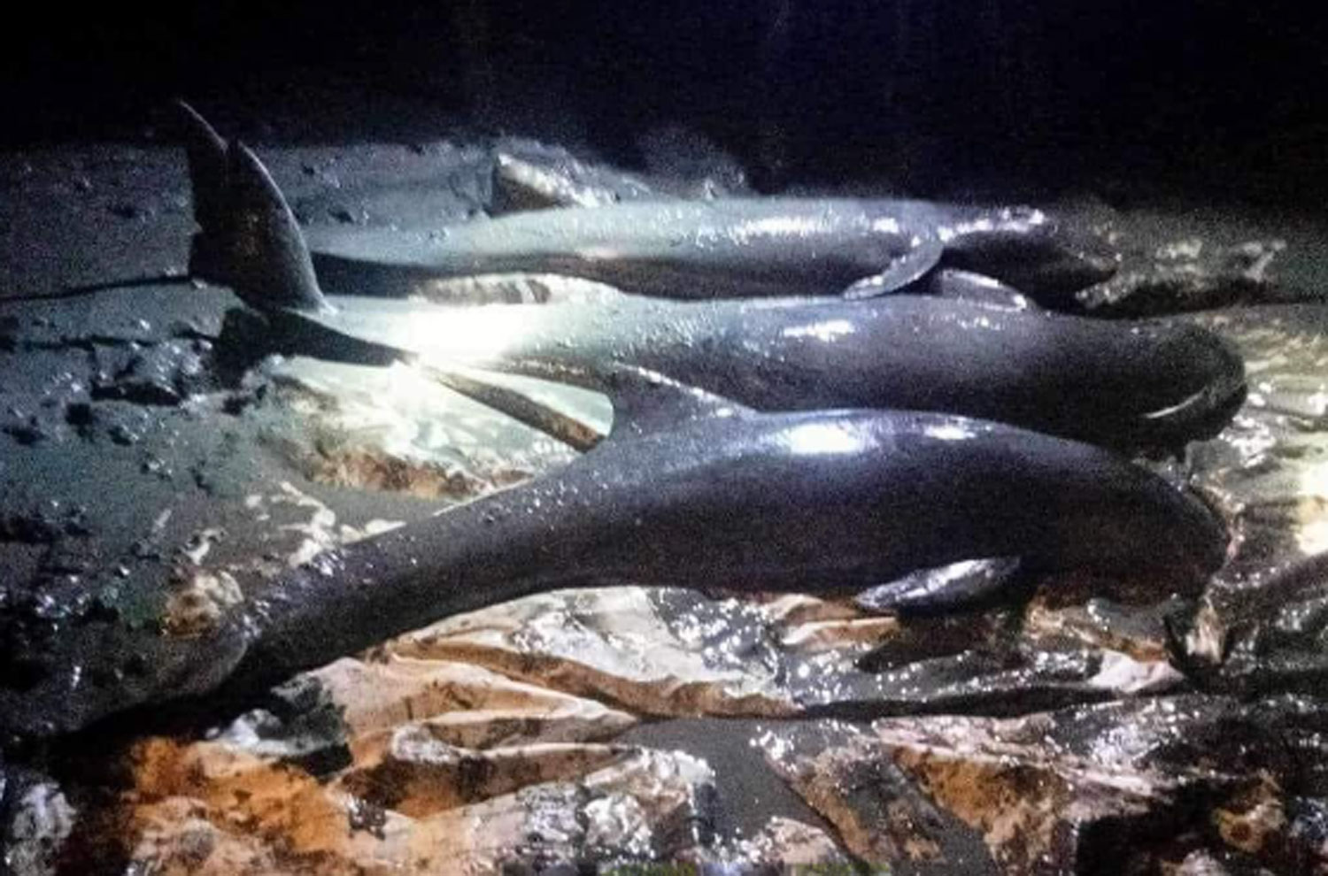 Pygmy suckerfish farm