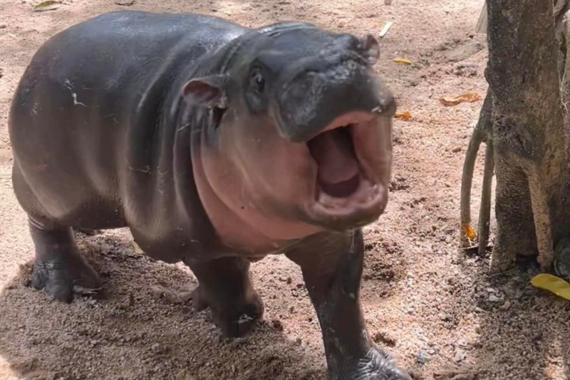 The two-month-old Moo Deng at Khao Kheow Open Zoo. (Photo: Jetjaras Na Ranong)