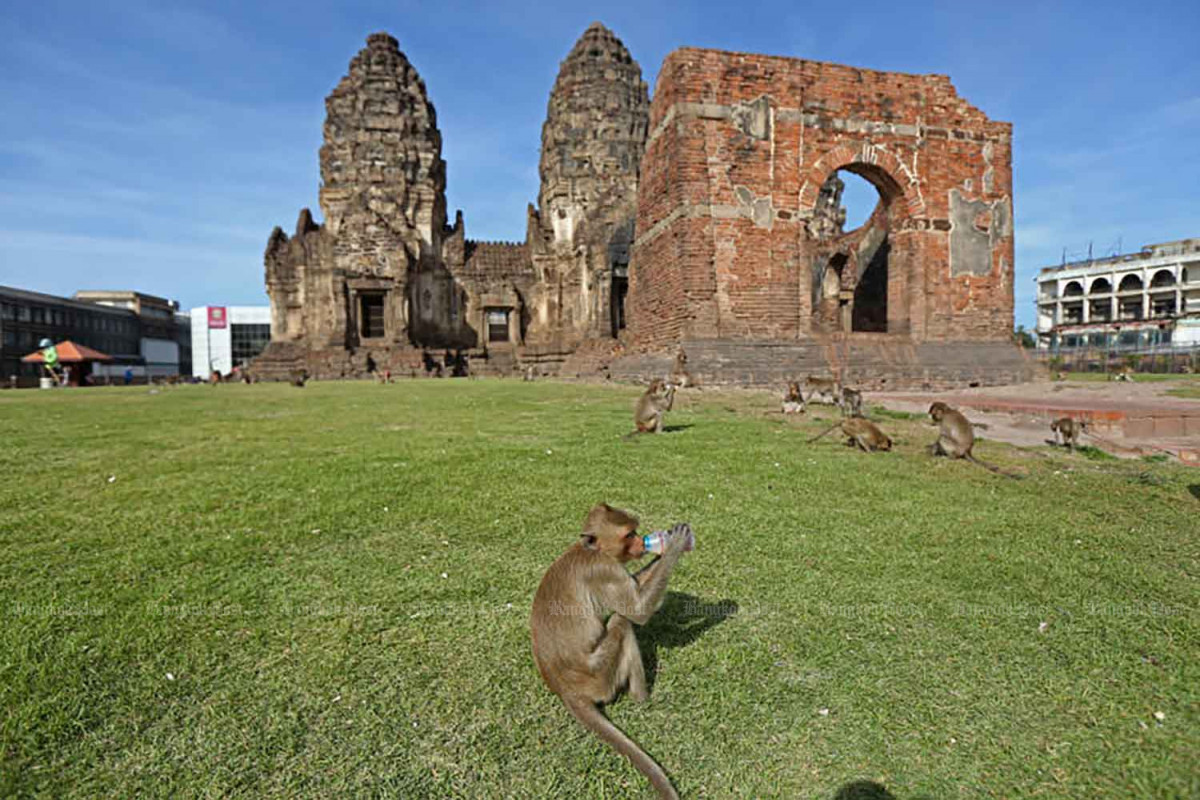 Bangkok Post Swede Bitten By Macaque In Lop Buri bangkok-post-swede-bitten-by-macaque-in-lop-buri