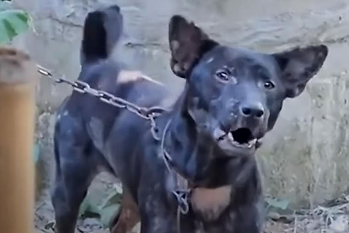Bangkok Post - Dog mauls owner to death