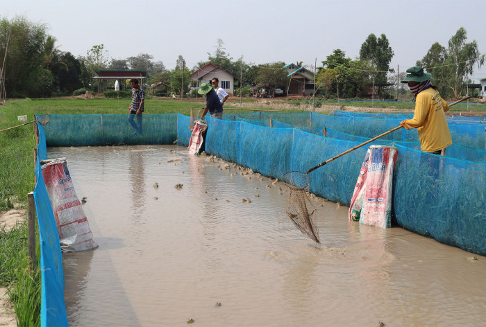 Bangkok Post - Frog farming a dry season boon for Isan farmers