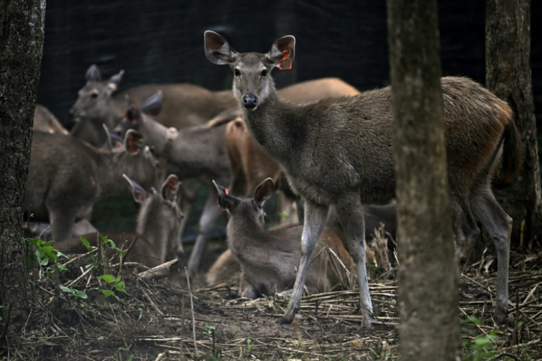 Thailand credits prey releases for 'extraordinary' tiger recovery
