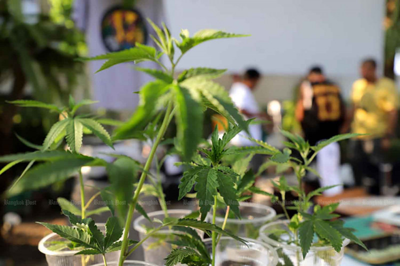 Cannabis plants for sale in Nonthaburi province in 2023. (Photo: Chanat Katanyu)