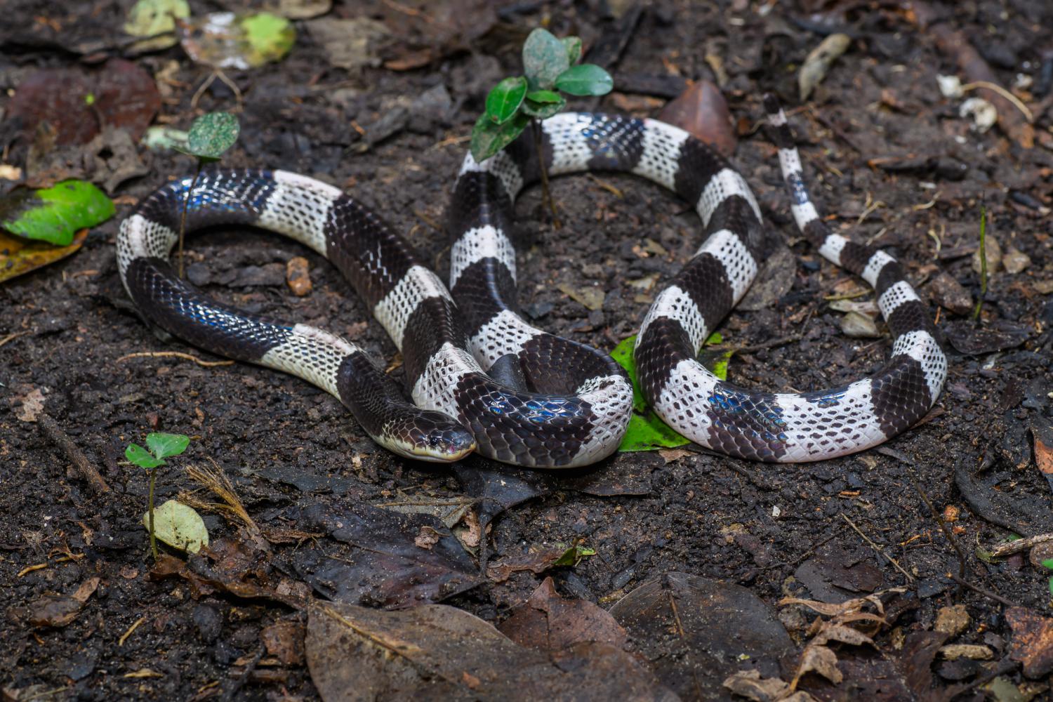 The blue krait (Photo: Thai National Parks)