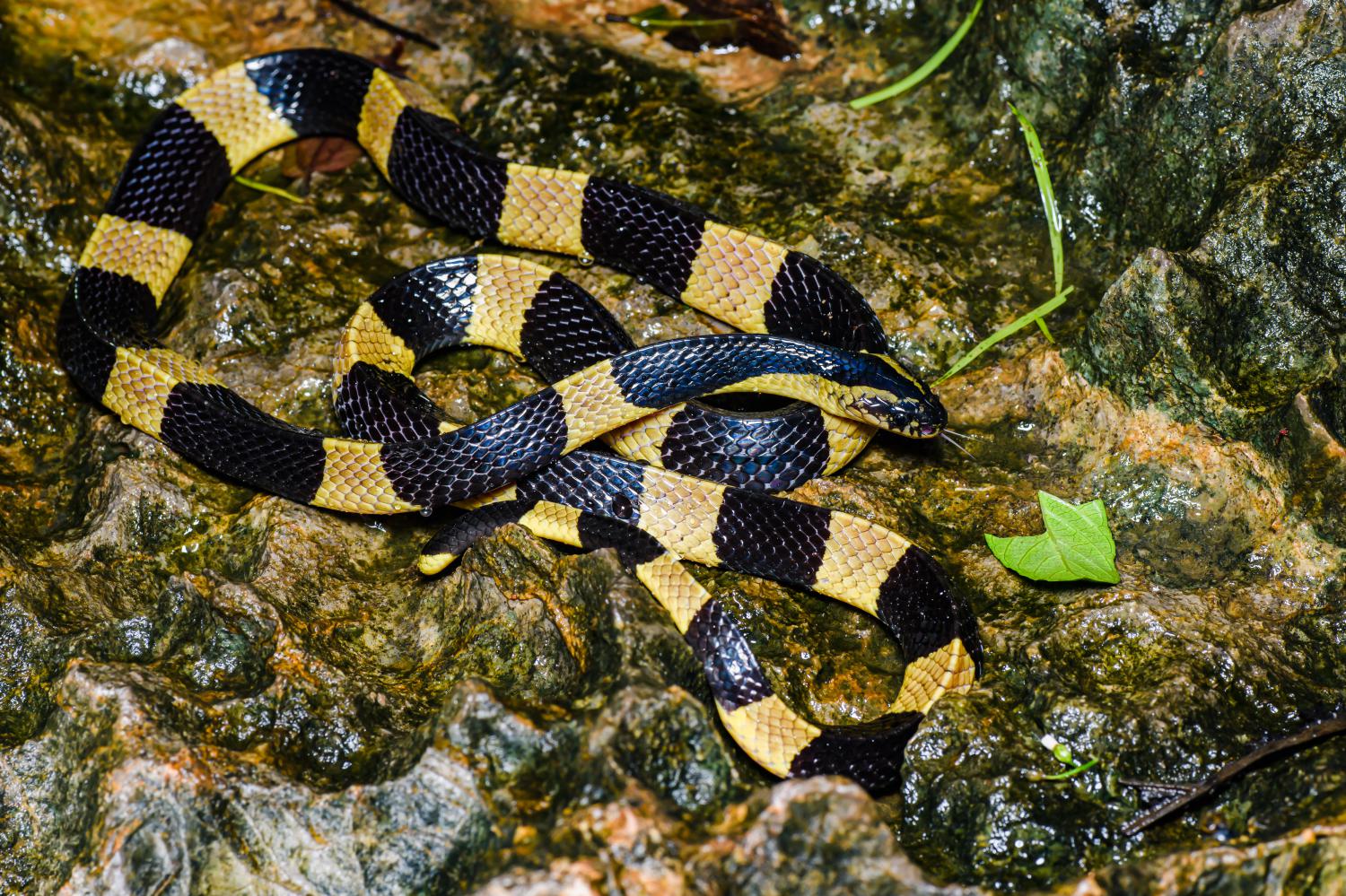 The banded krait (Photo: Thai National Parks)