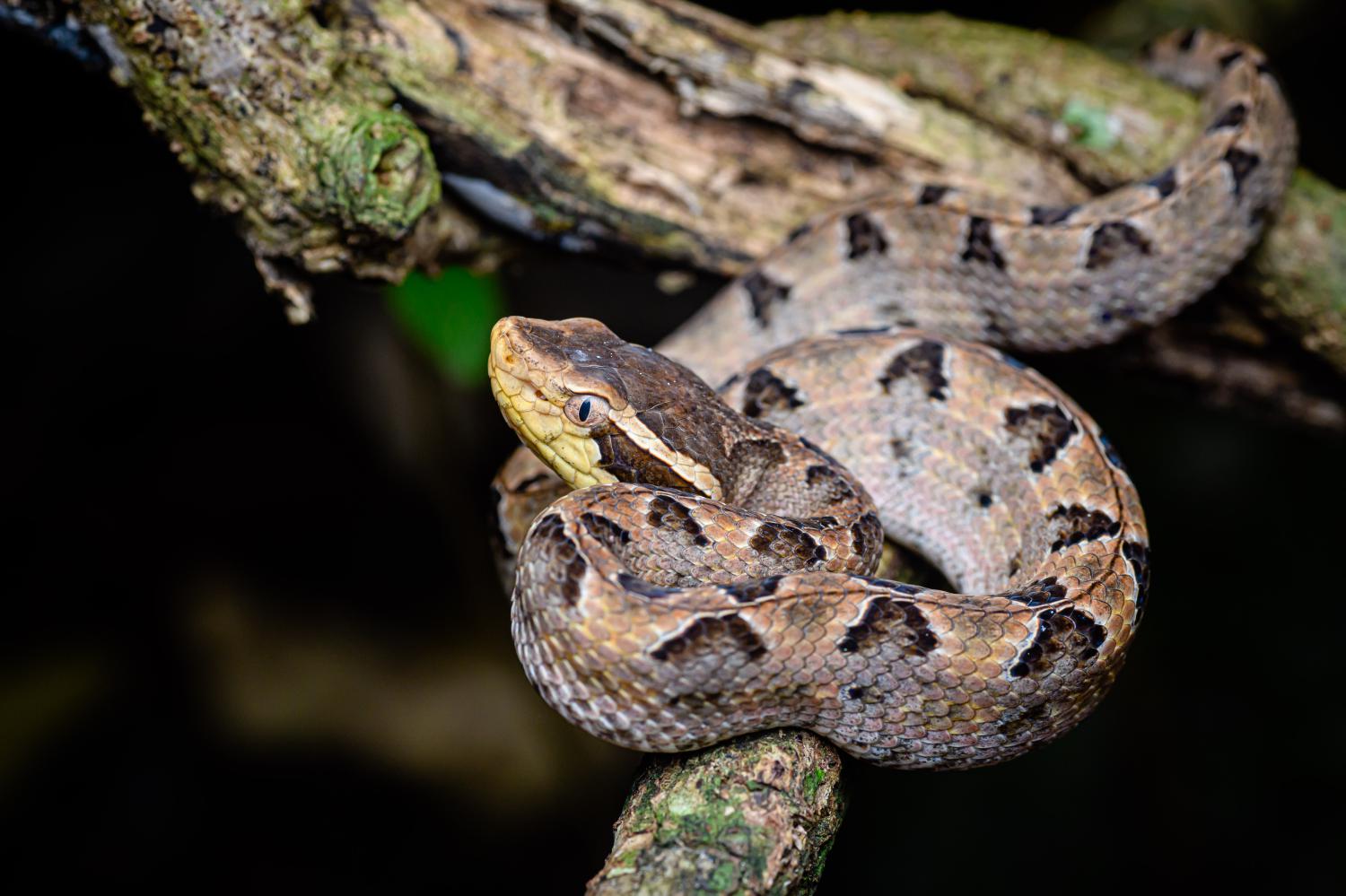 The Malayan pit viper (Photo: Thai National Parks)