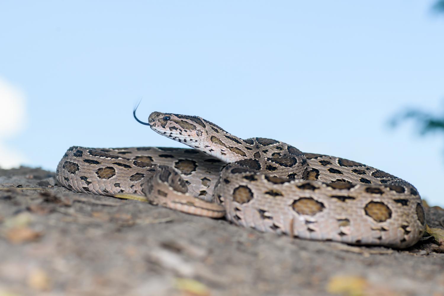 The Eastern Russell's viper (Photo: Thai National Parks)