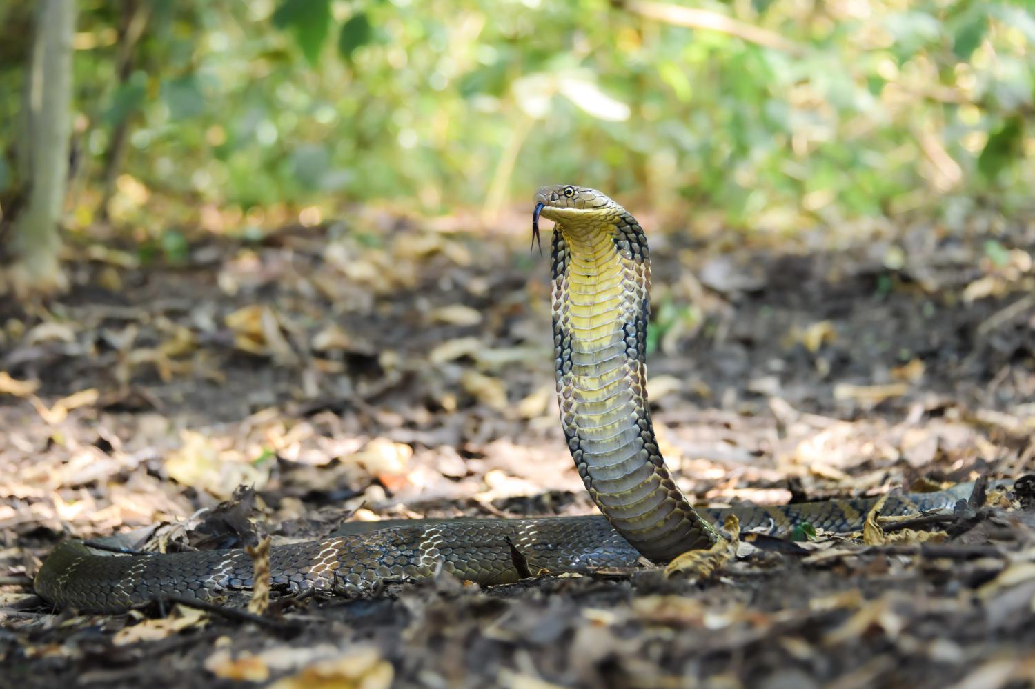 The king cobra (Photo: Thai National Parks)