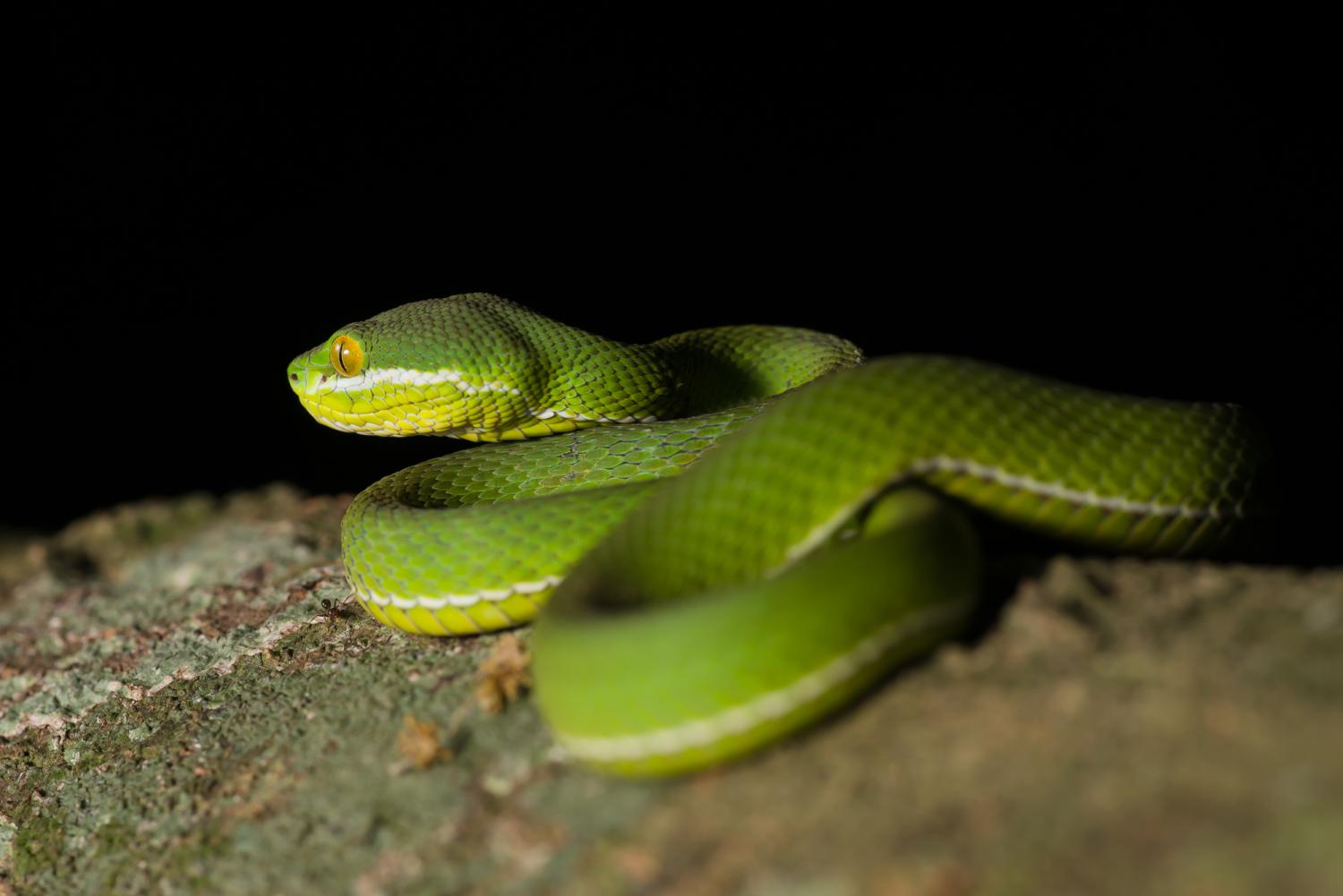 The male white-lipped pit viper (Photo: Thai National Parks)
