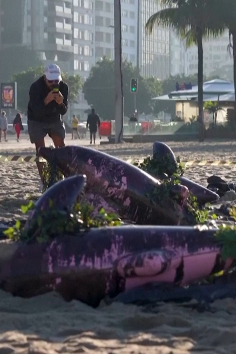 Dolphin models displayed on Copacabana beach in Amazon oil protest