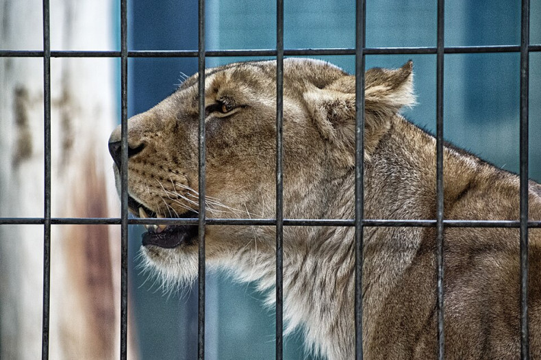 Pakistan confiscates 18 lions kept as pets in crackdown after attack