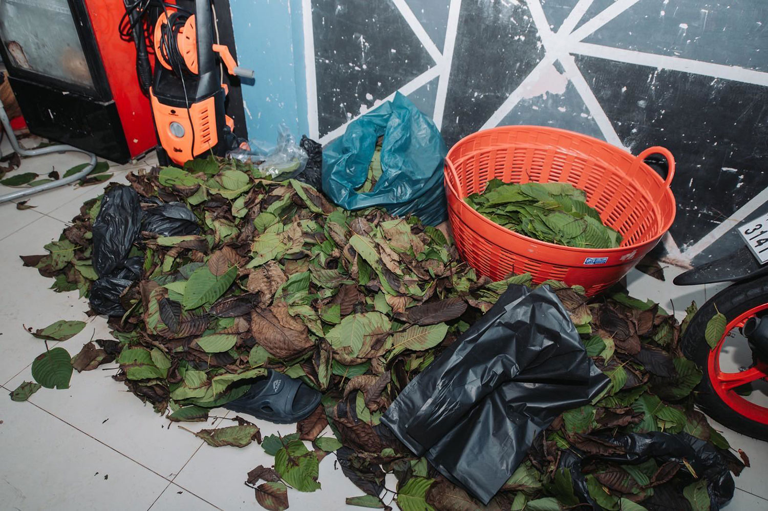 Kratom leaves are found in the illegal beverage factory in Samut Prakan during a joint raid by officials from the Food and Drug Administration and police. (Photo: FDA Thai)