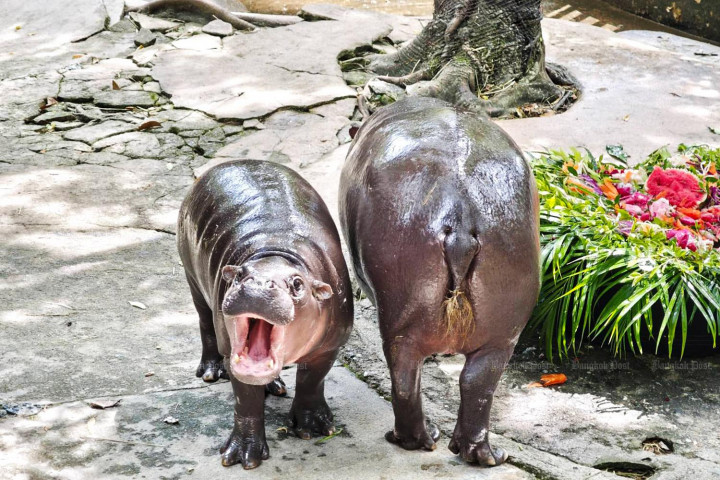 Global star Moo Deng celebrates first birthday with four-day zoo bash