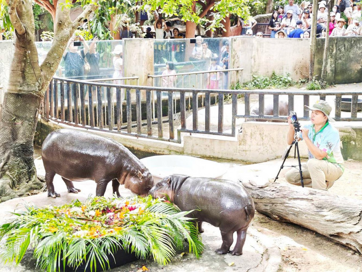 Global star Moo Deng celebrates first birthday with four-day zoo bash
