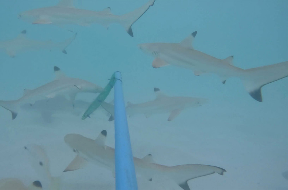 158 blacktip reef sharks spotted in Maya Bay