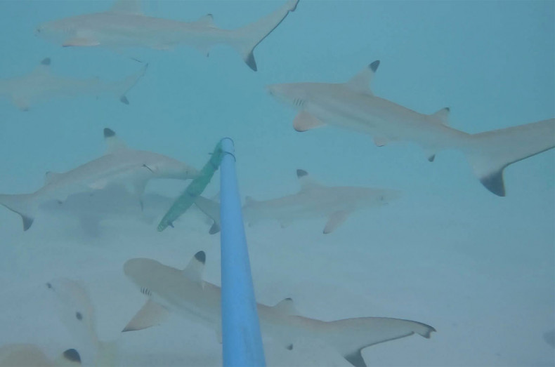158 blacktip reef sharks spotted in Maya Bay