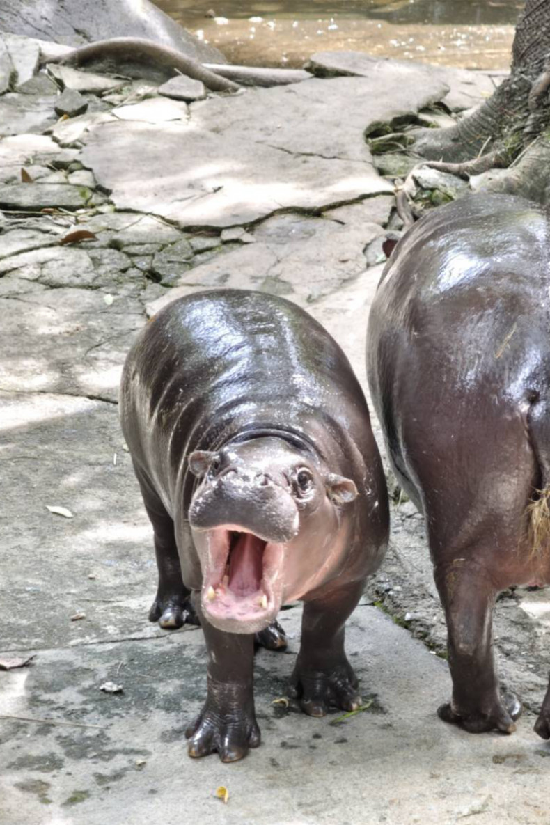 Celebrate the first birthday of MooDeng - Thailand’s pygmy hippo and global sensation