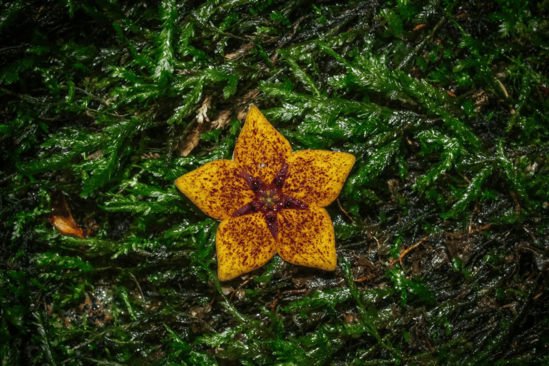 Plant species last sighted in 1906 rediscovered in Chiang Rai